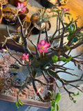 Rachinee RCN—Thai Arabicum image 3