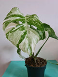 Highly variegated Monstera albo varigata image 2