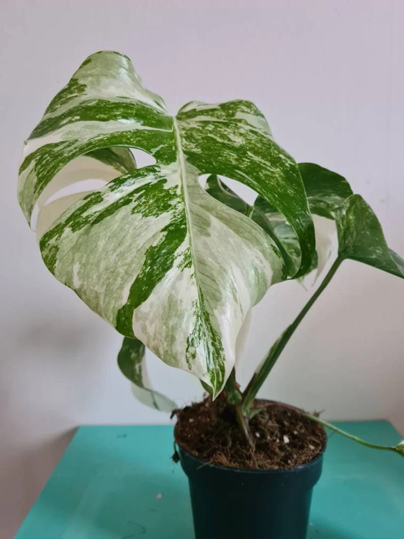 Highly variegated Monstera albo varigata image 2