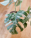 Very white: 4 Mature leafs + 1 in route - H40cm - Monstera Deliciosa variegated large form full rooted image 4