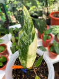 Variegated Philodendron Caramel Marble image 2