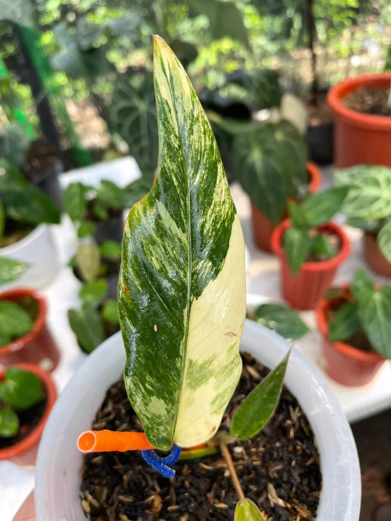 Variegated Philodendron Caramel Marble image 2