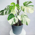 Very Rare: 5 leaves Monstera albo borsiagina Marble full rooted- H40cm image 0