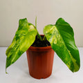 Philodendron Domesticum Variegated Rare image 3