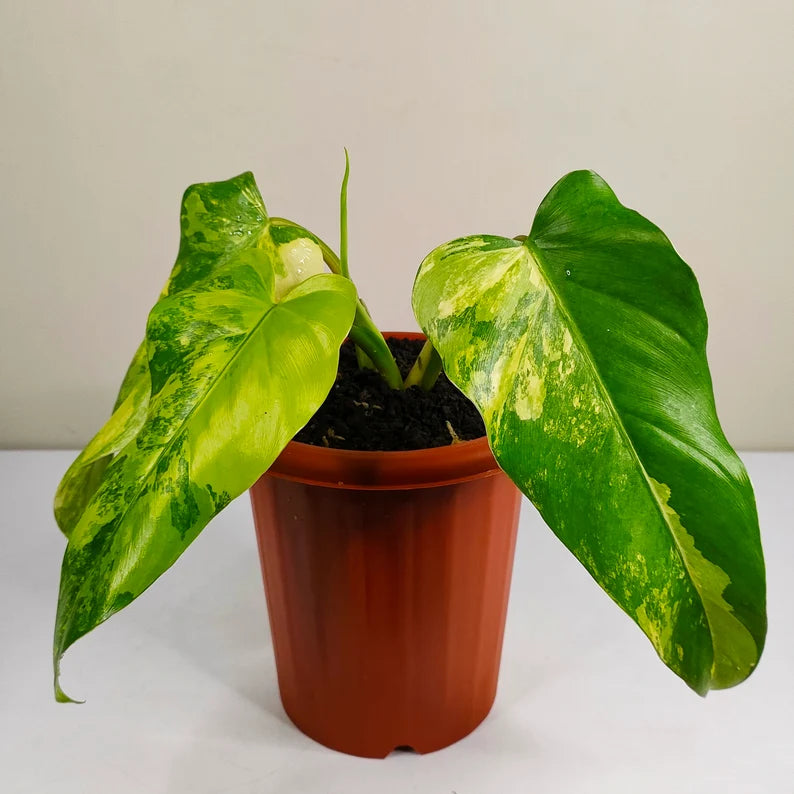 Philodendron Domesticum Variegated Rare image 3