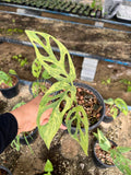 Lot of 5x Monstera Adansonii Mint Variegation Rooted Plants image 1
