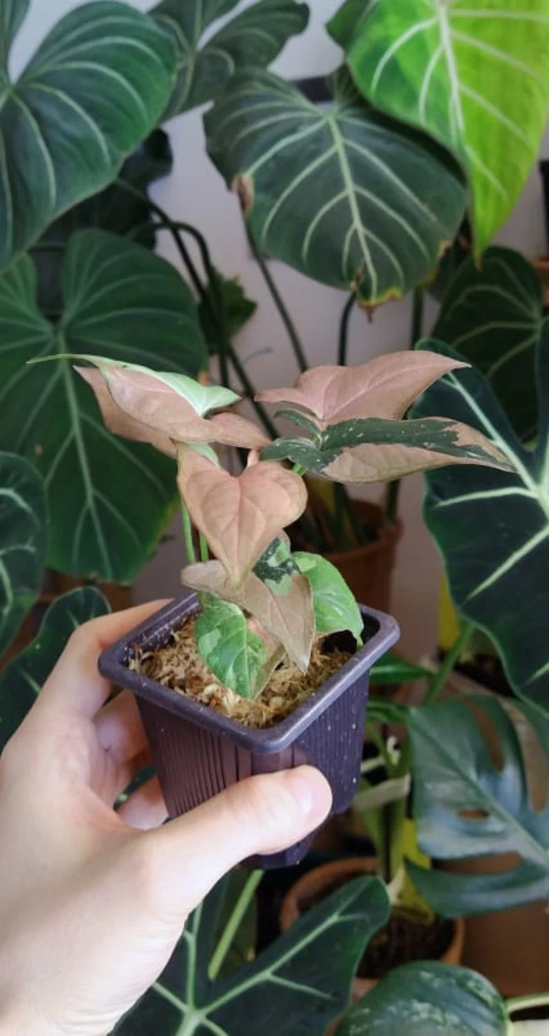 Syngonium red spot tricolor baby plant image 3