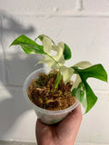 Variegated Rhaphidophora Tetrasperma Paragon Albo image 4