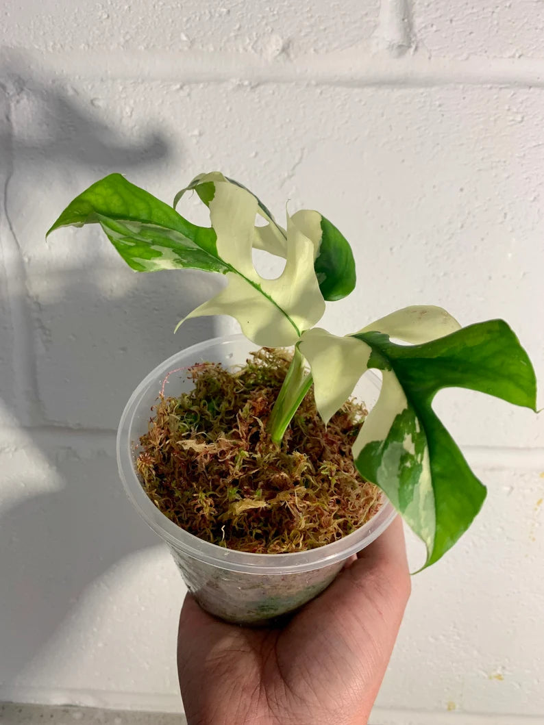 Variegated Rhaphidophora Tetrasperma Paragon Albo image 4