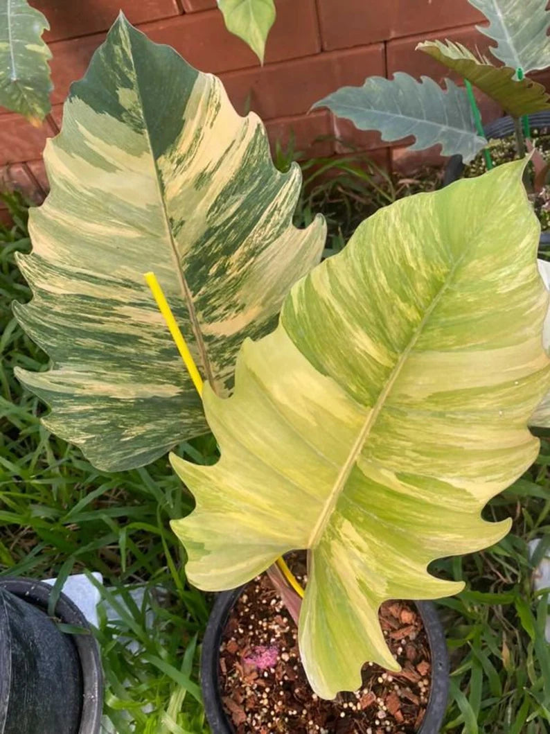 1x Philodendron caramel marble variegated image 0