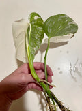 HALF-MOON Albo Monstera Plant- Highly Variegated & Fully Rooted image 3
