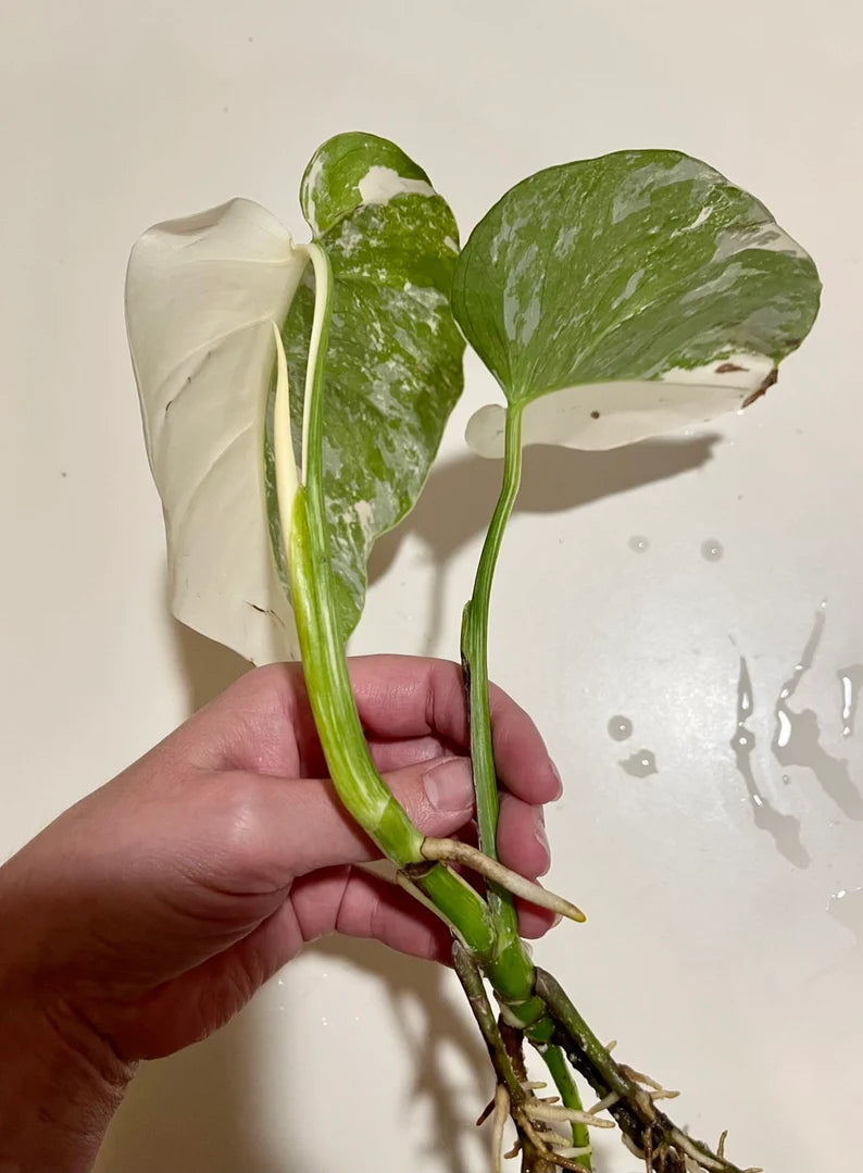 HALF-MOON Albo Monstera Plant- Highly Variegated & Fully Rooted image 3