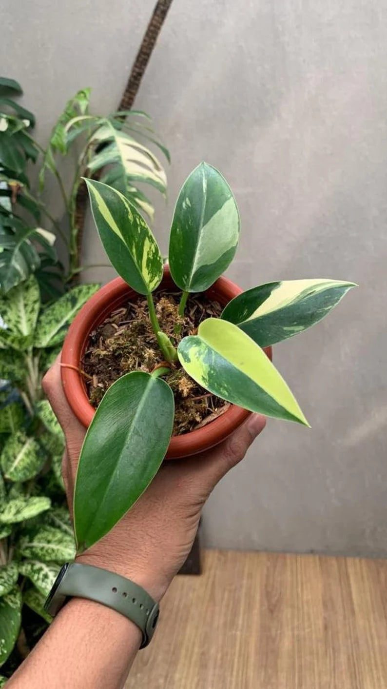 Philodendron Green Congo Variegated Rare image 0