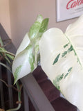 Albo Variegated Monstera - 6 leaf branch clipping! image 3