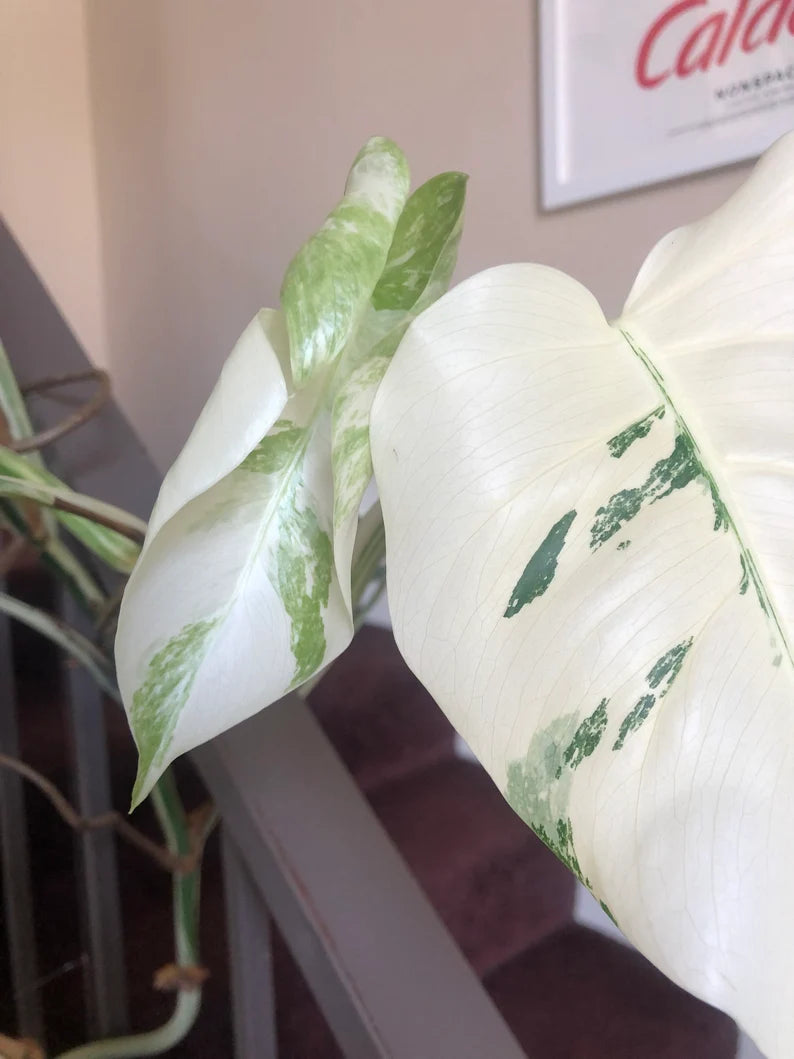Albo Variegated Monstera - 6 leaf branch clipping! image 3