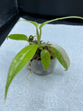 Philodendron Variegated Domesticum Babies. Fully Rooted. image 3