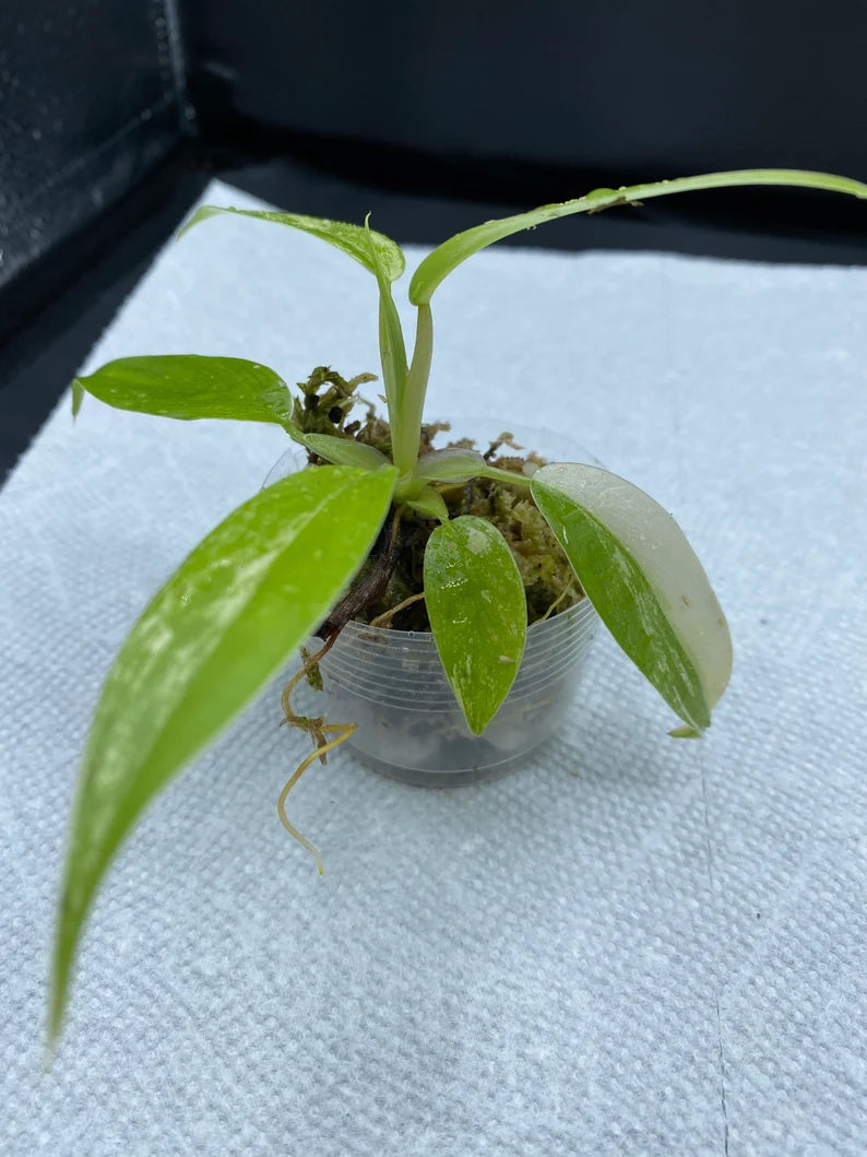 Philodendron Variegated Domesticum Babies. Fully Rooted. image 3