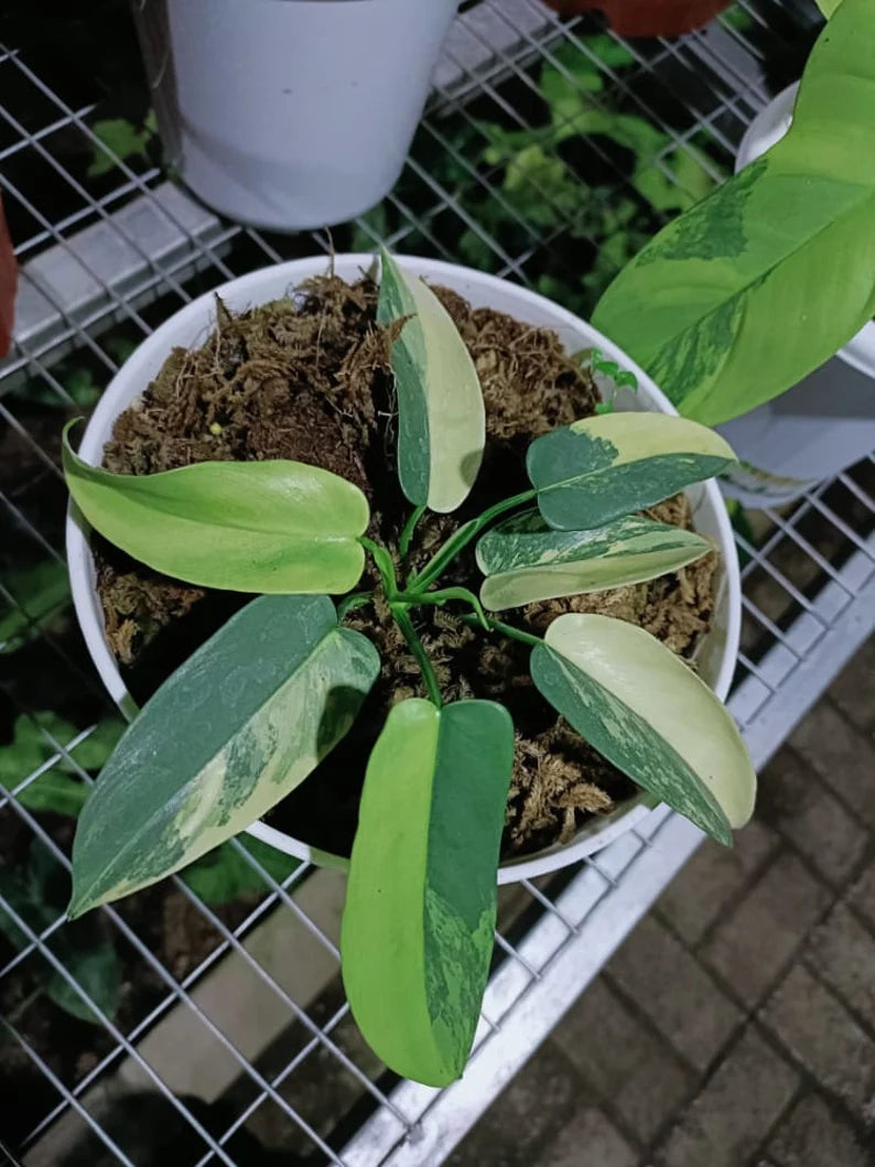 Philodendron Bipennifolium Violin variegated 7 Leaf image 0