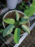 Philodendron Bipennifolium Violin variegated 7 Leaf image 0