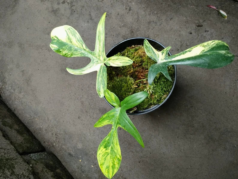 Philodendron Florida Beauty Variegated 3 Leaf Luxurious Variegata image 1