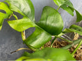 Rhaphidophora Tetrasperma variegated tricolor image 2