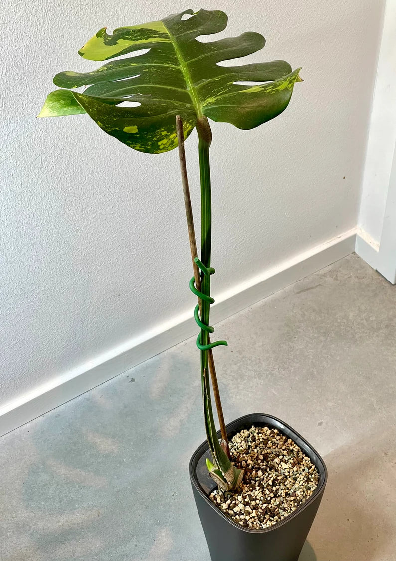 Monstera Deliciosa Sport Variegata — Green on Green, Large Form image 5