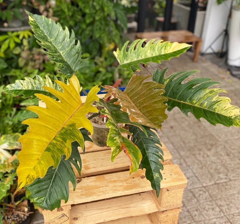 Rare Big Size Philodendron Caramel Marble Variegated Fully Rooted Plant 9 leaves image 2