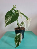 Highly variegated Monstera albo varigata image 6