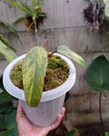 Philodendron Strawberry Shake Variegated — Rooted Plant image 3