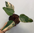 Philodendron Strawberry Shake Variegated — Rooted Plant image 0