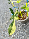 Philodendron Florida Beauty Variegated Fully Rooted Plant image 2