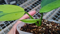 Philodendron bipennifolium Variegated / violin Variegated image 1