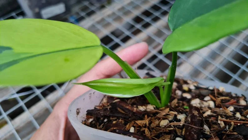 Philodendron bipennifolium Variegated / violin Variegated image 1