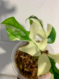Variegated Rhaphidophora Tetrasperma Paragon Albo image 3