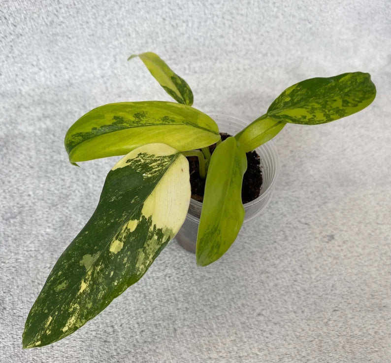 Philodendron domesticum variegated image 2