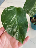 Monstera Albo FULL PLANT image 3