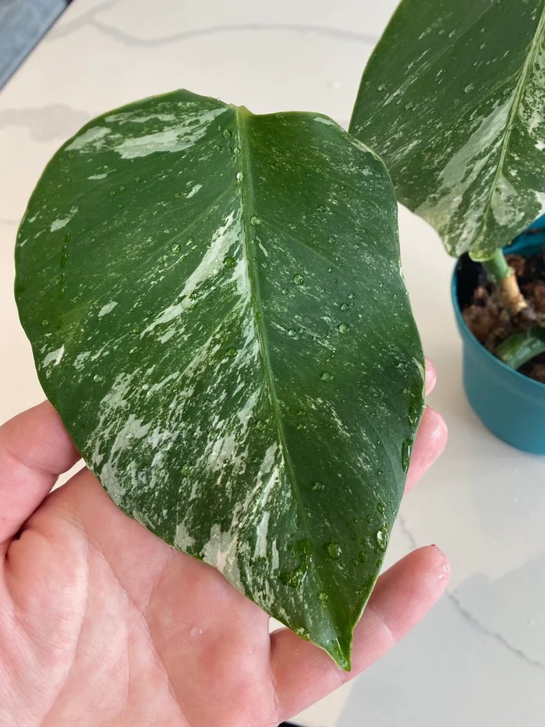 Monstera Albo FULL PLANT image 3