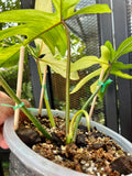 Philodendron Florida Beauty Variegated Fully Rooted Plant 4 big leaves image 1