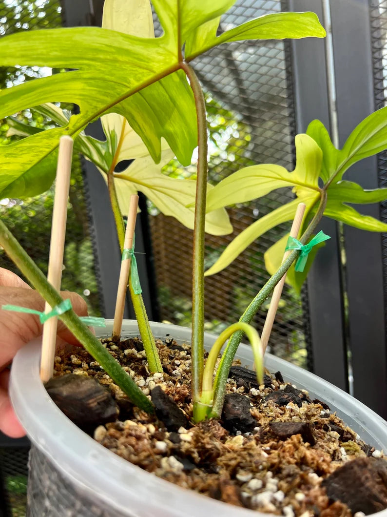 Philodendron Florida Beauty Variegated Fully Rooted Plant 4 big leaves image 1