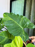 Philodendron Jungle Fever Variegated Fully Rooted Plant Big Size image 4