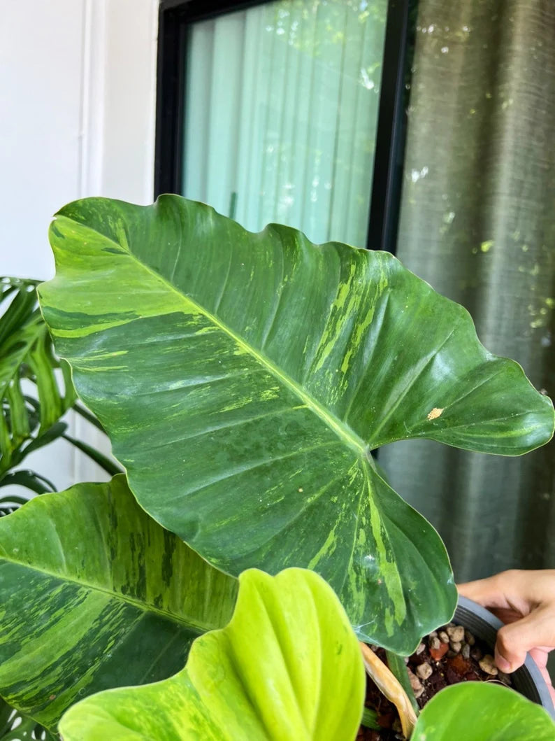 Philodendron Jungle Fever Variegated Fully Rooted Plant Big Size image 4