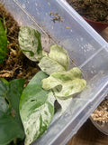 Marble epipremnum pinnatum (very rare) image 4