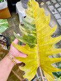 Rare Big Size Philodendron Caramel Marble Variegated Fully Rooted Plant 9 leaves image 4