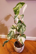 Monstera Albo Borsigiana image 1