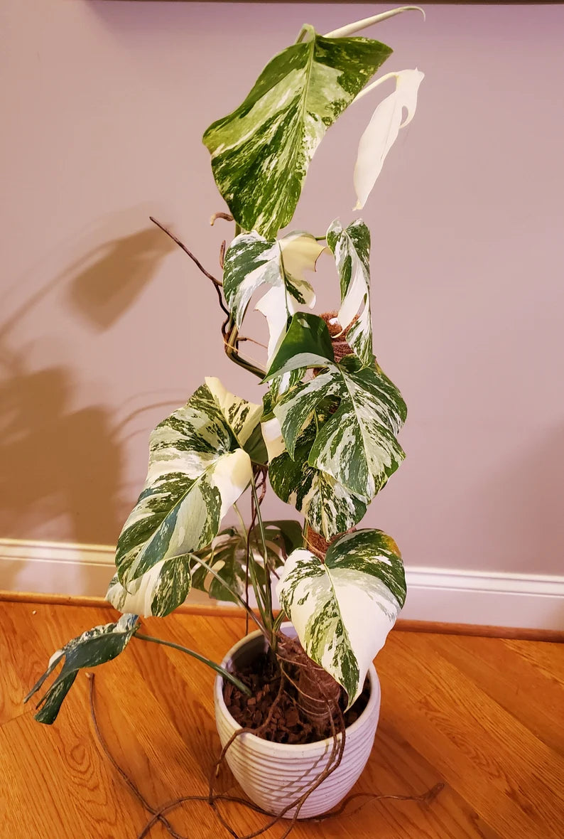 Monstera Albo Borsigiana image 1