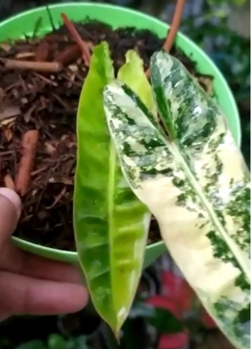 Philodendron Billietiae Variegated image 0