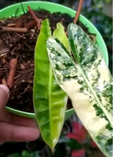 Philodendron Billietiae Variegated image 0