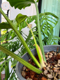 Philodendron Jungle Fever Variegated Fully Rooted Plant Big Size image 1