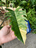 Rare Big Size Philodendron Caramel Marble Variegated Fully Rooted Plant 9 leaves image 3