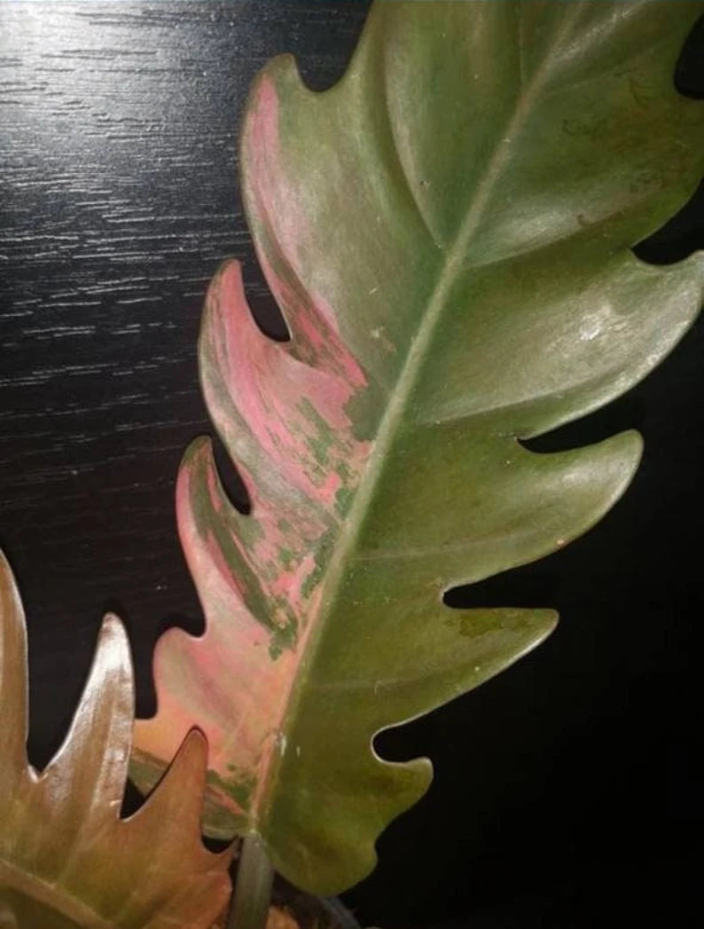 Philodendron Caramel Marble Plant Well Rooted image 1